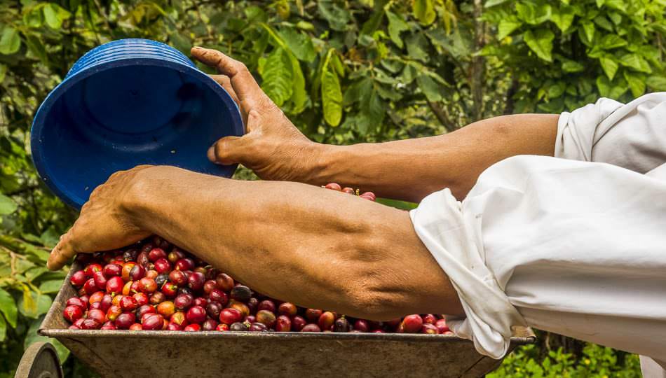 Kona Coffee Farm worker processing beans