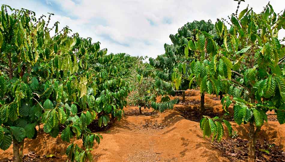 Kona Coffee Farm on the Big Island of Hawaii