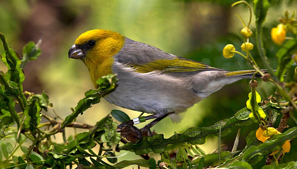 hawaii flora and fauna