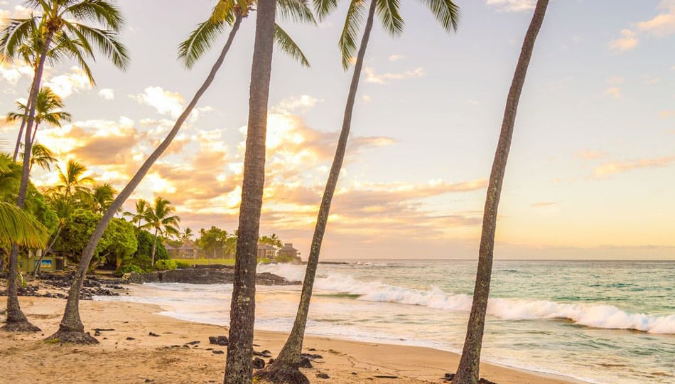 Coconut Palms at Magic Sands Beach, White Sands Beach Park