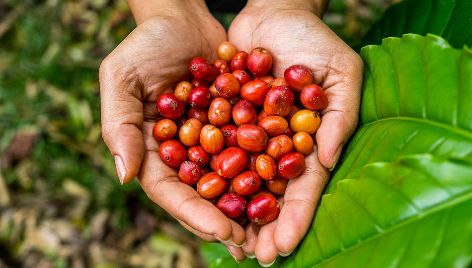 Kona Coffee Farm Guide