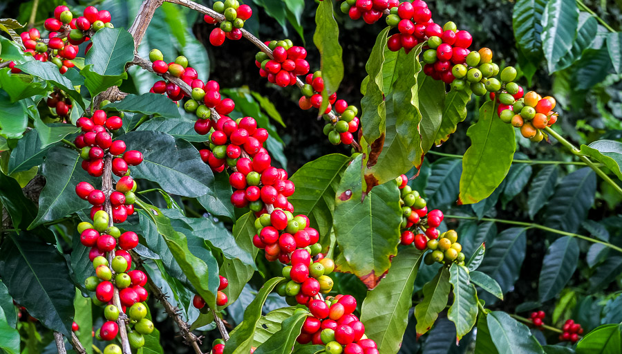 Kona Coffee Cherries Growing on the Coffee Trees in Hawaii