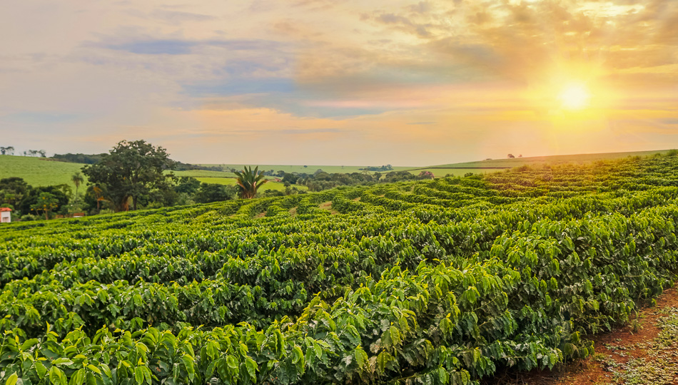 Hawaii Coffee Farm the Growing Climate is Part of Why Kona Coffee is so Special