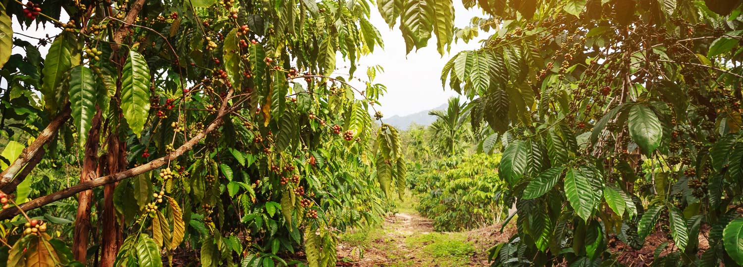 Celebrate The Emerging Ka'u Coffee Culture - Big Island Guide