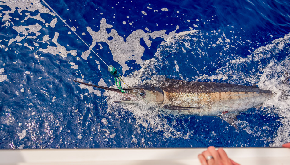 Enjoy World Class Sport Fishing in Hawaii