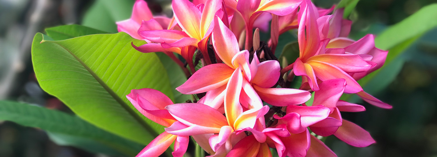 Nani Mau Garden Wedding Venue | Big Island Guide