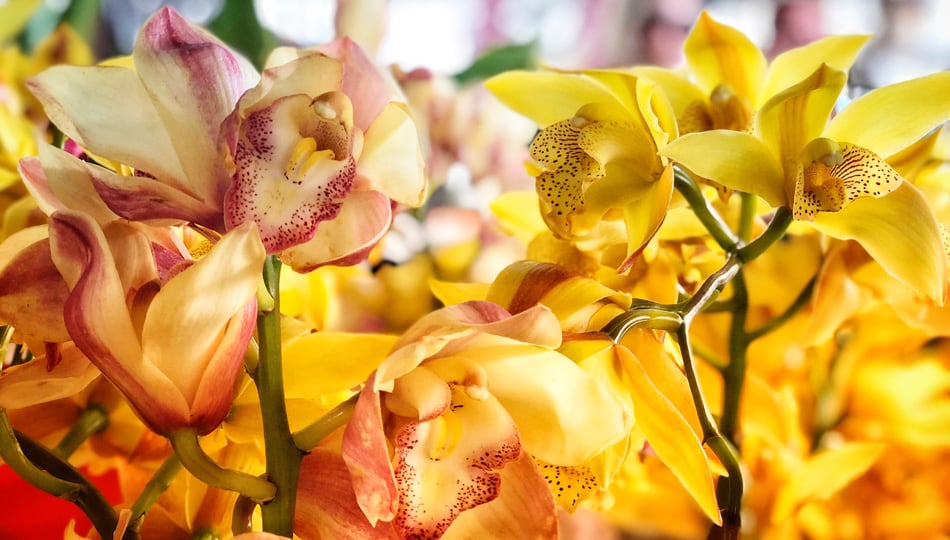 Beautiful Orchid Flowers at the Kona Big Island Farmers Markets