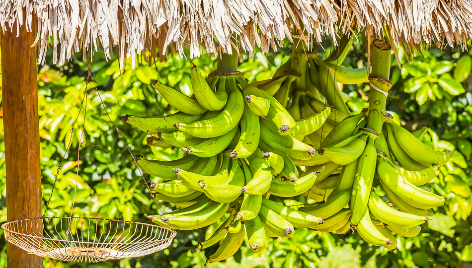 Fresh Bananas offered at a Big Island Farmers Markets