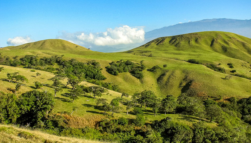 Kohala Mountain near Waimea