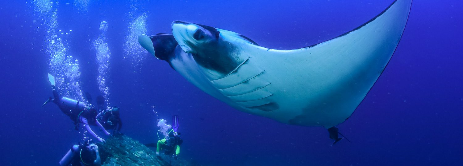 manta ray night dive kona sheraton