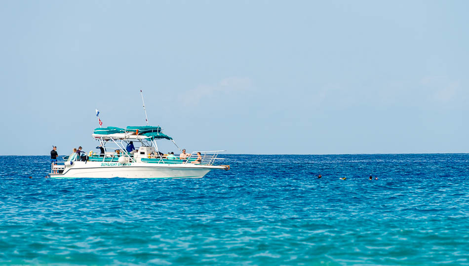 best whale watching tours big island hawaii