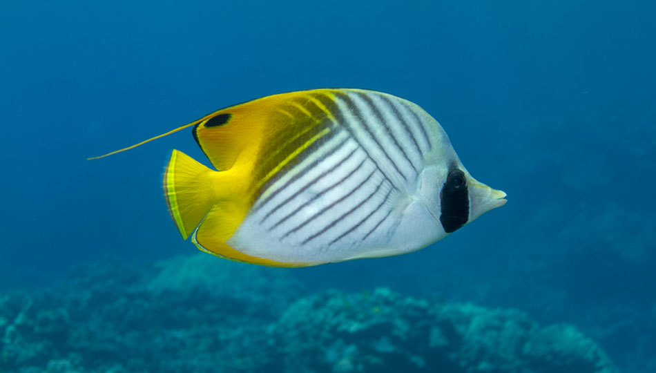 Snorkel Bob's Gear Rental Shop