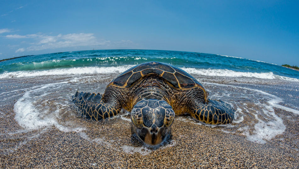 green sea turtle on beach