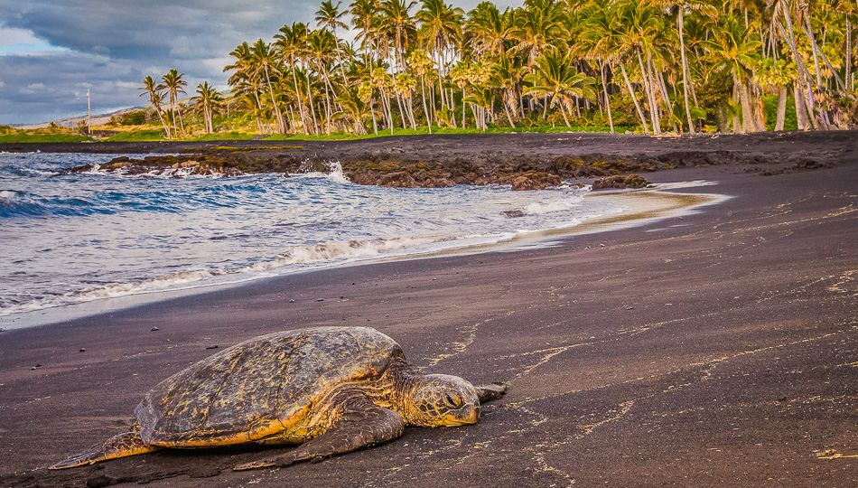 green sea turtle on beach