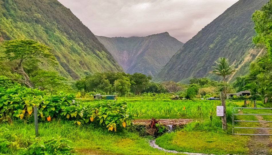 The Waipio Valley is rich in farmland