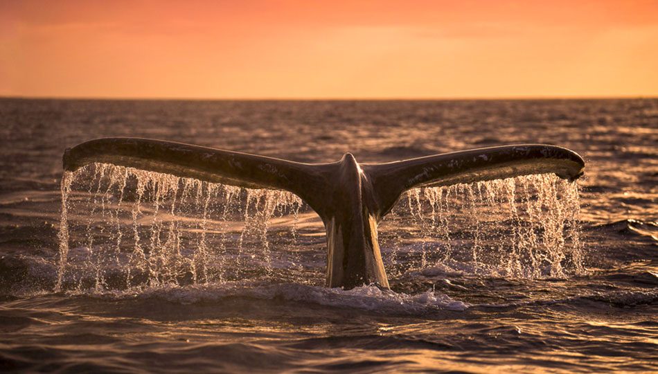 whale tour big island hawaii