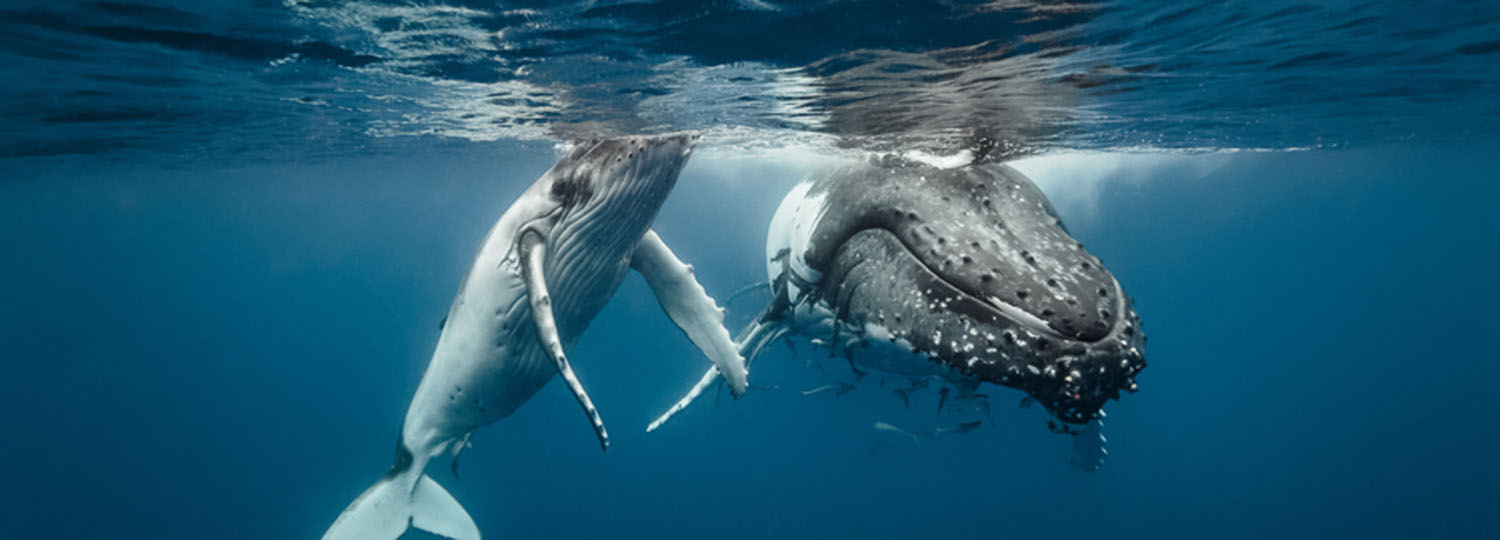 Hawaii Whale Watching Guide for the Big Island Big Island Guide