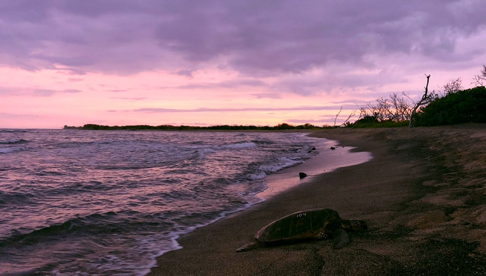 Sea Turtle resting at Honokohau Beach