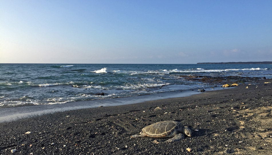 Green Sea Turtle resting on the black sand near Kiholo Bay