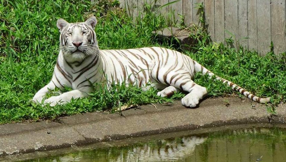 White Tiger at the Panaewa Rainforest Zoo