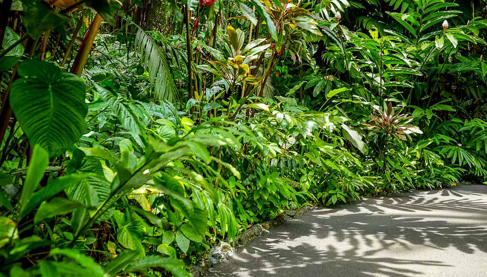 Botanical World Gardens Walkway