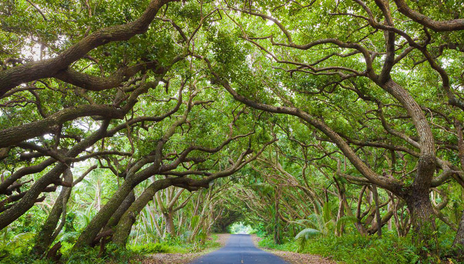 Trees Cover the Red Road Drive near Puna Hawaii