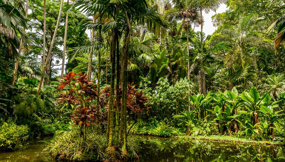 are dogs allowed at hawaii tropical botanical garden