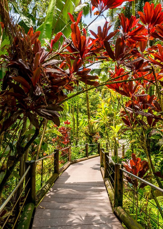 are dogs allowed at hawaii tropical botanical garden