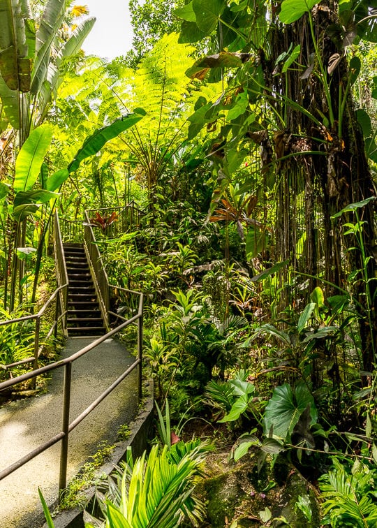 Hawaii Tropical Botanical Garden Walkway with stairs