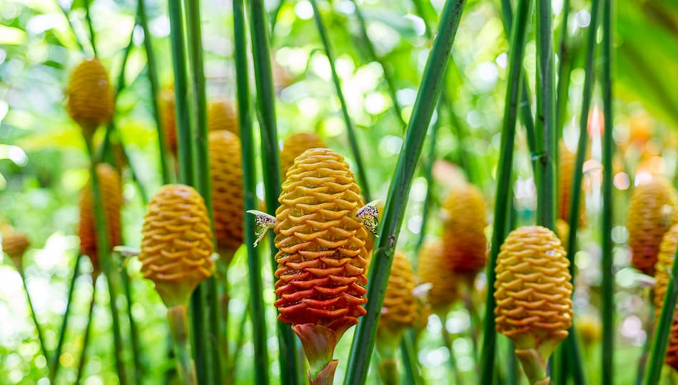 Flowers at the Hawaii Tropical Botanical Garden