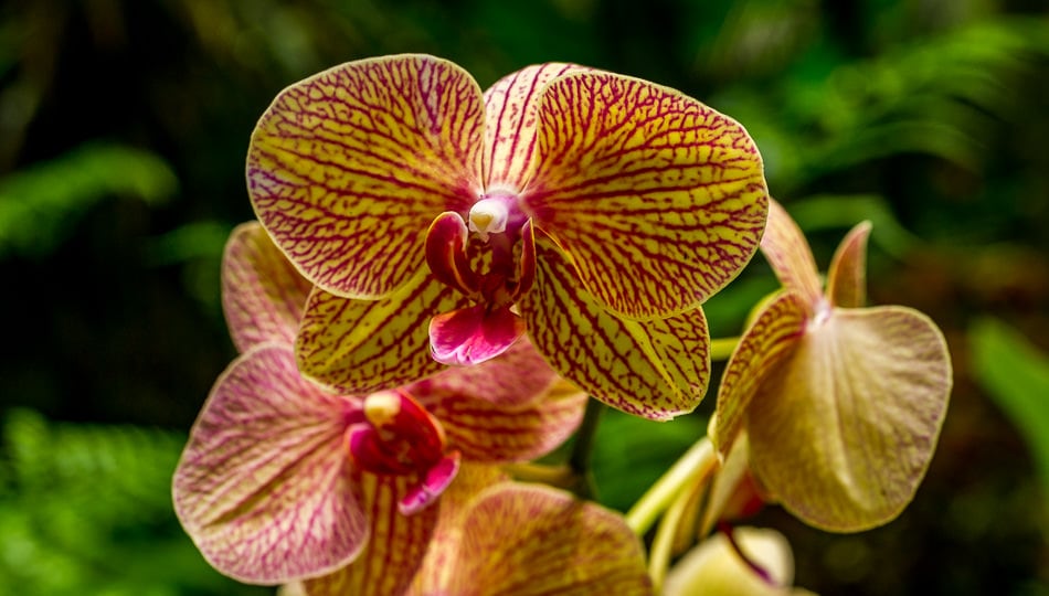 Orchids at the Hawaii Tropical Botanical Garden