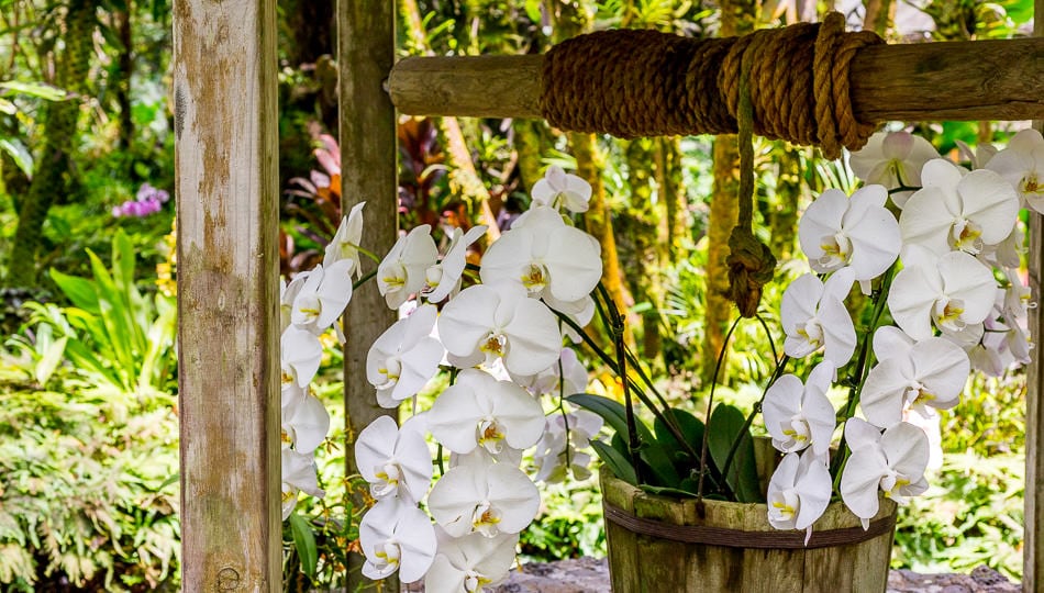 Hawaii Tropical Botanical Garden wishing well with orchids