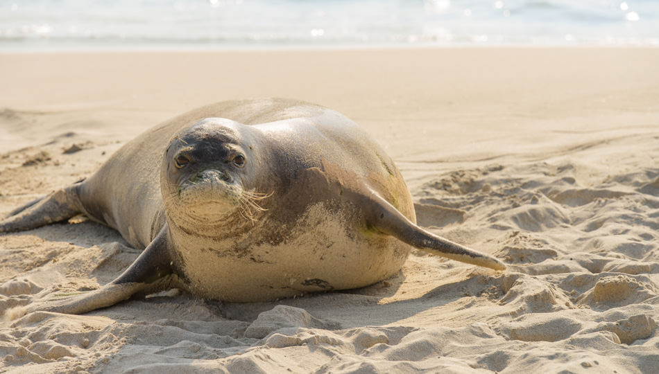 Hawaiian Monk Seal on Maniniowali Beach at Kua Bay