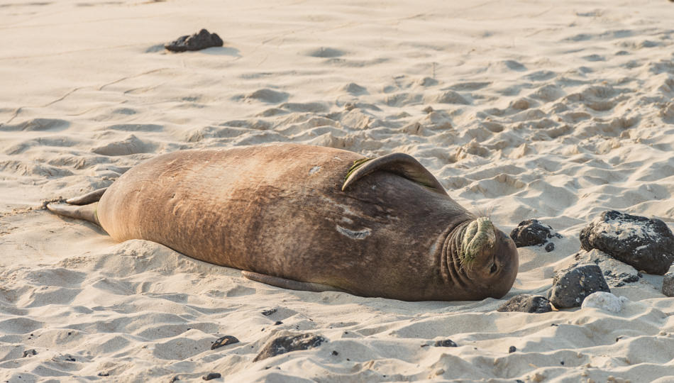 Hawaiian Monk Seal resting on the beach