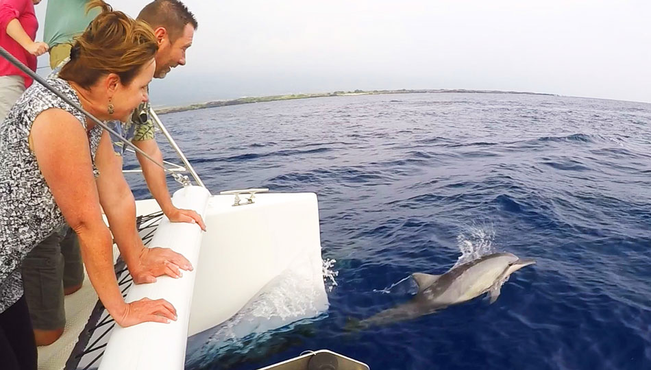 Paradise Sailing Watching Dolphins Play