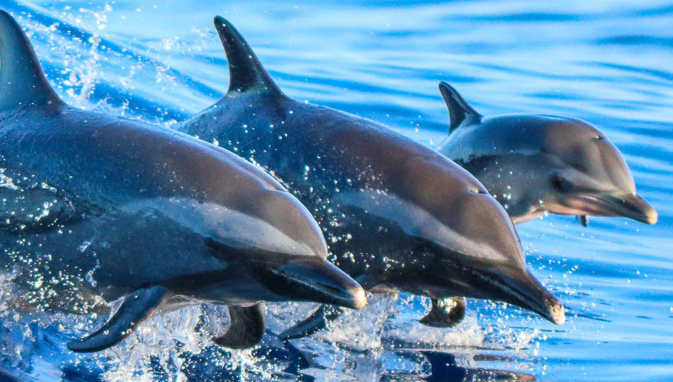 photo of three dolphins swimming in the ocean